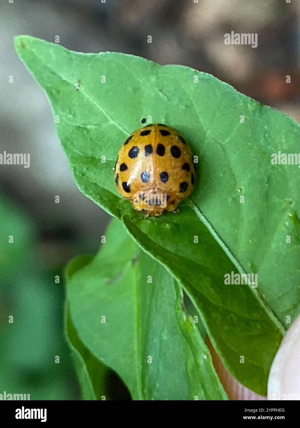 Hadda Insect Henosepilachna vigintioctopunctata hi-res stock photography and images ...