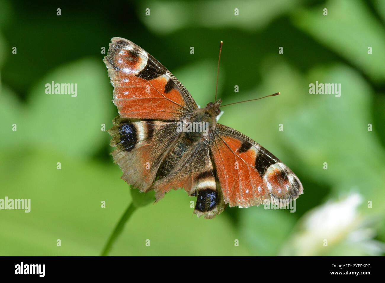 European Peacock Butterfly (Aglais io Stock Photo - Alamy