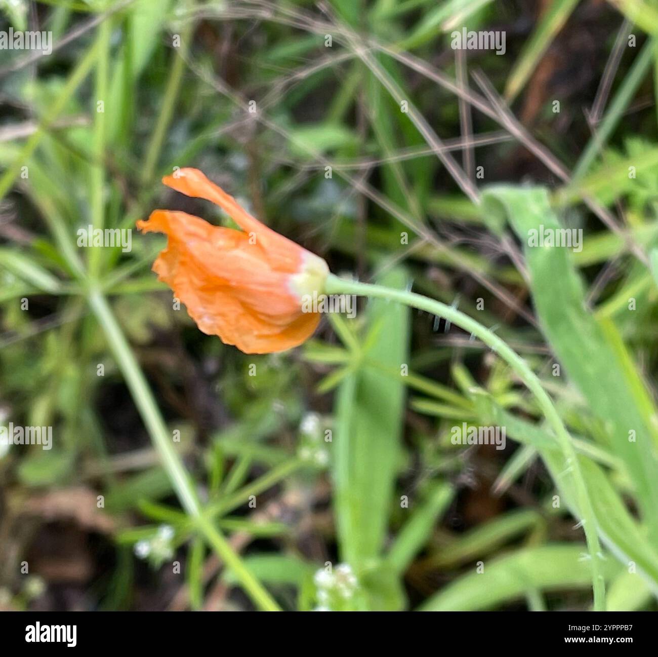 Papaver californicum hi-res stock photography and images - Alamy