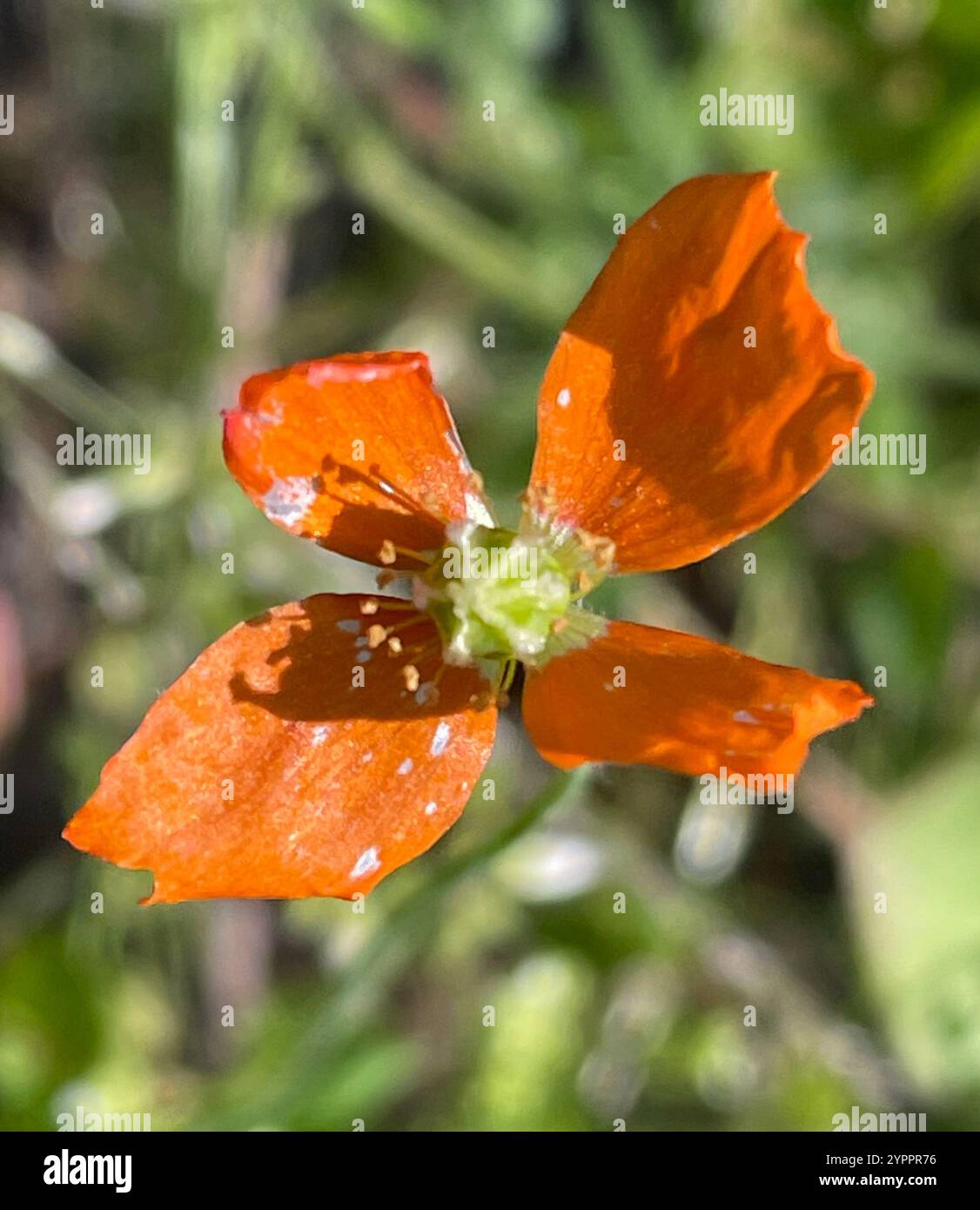 Papaver californicum hi-res stock photography and images - Alamy
