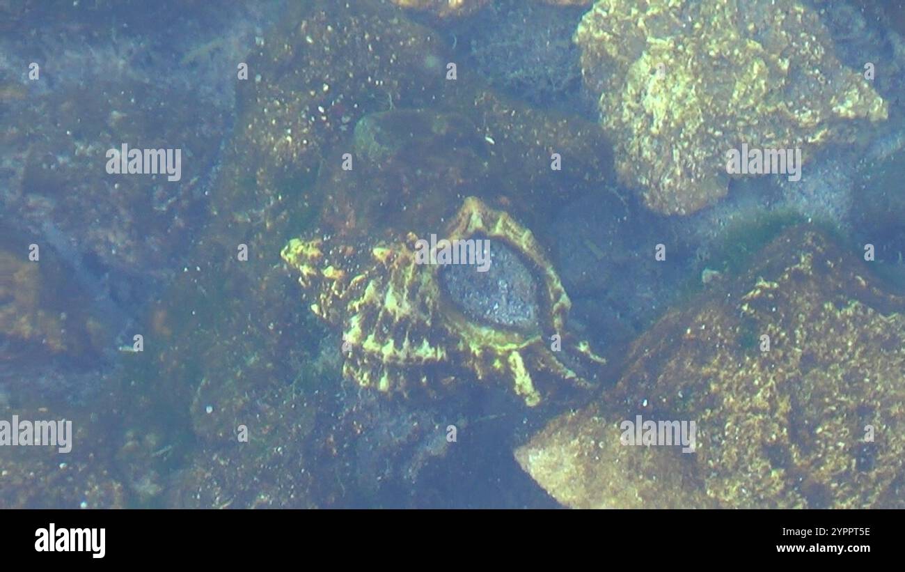 banded-dye-murex-hexaplex-trunculus-stock-photo-alamy