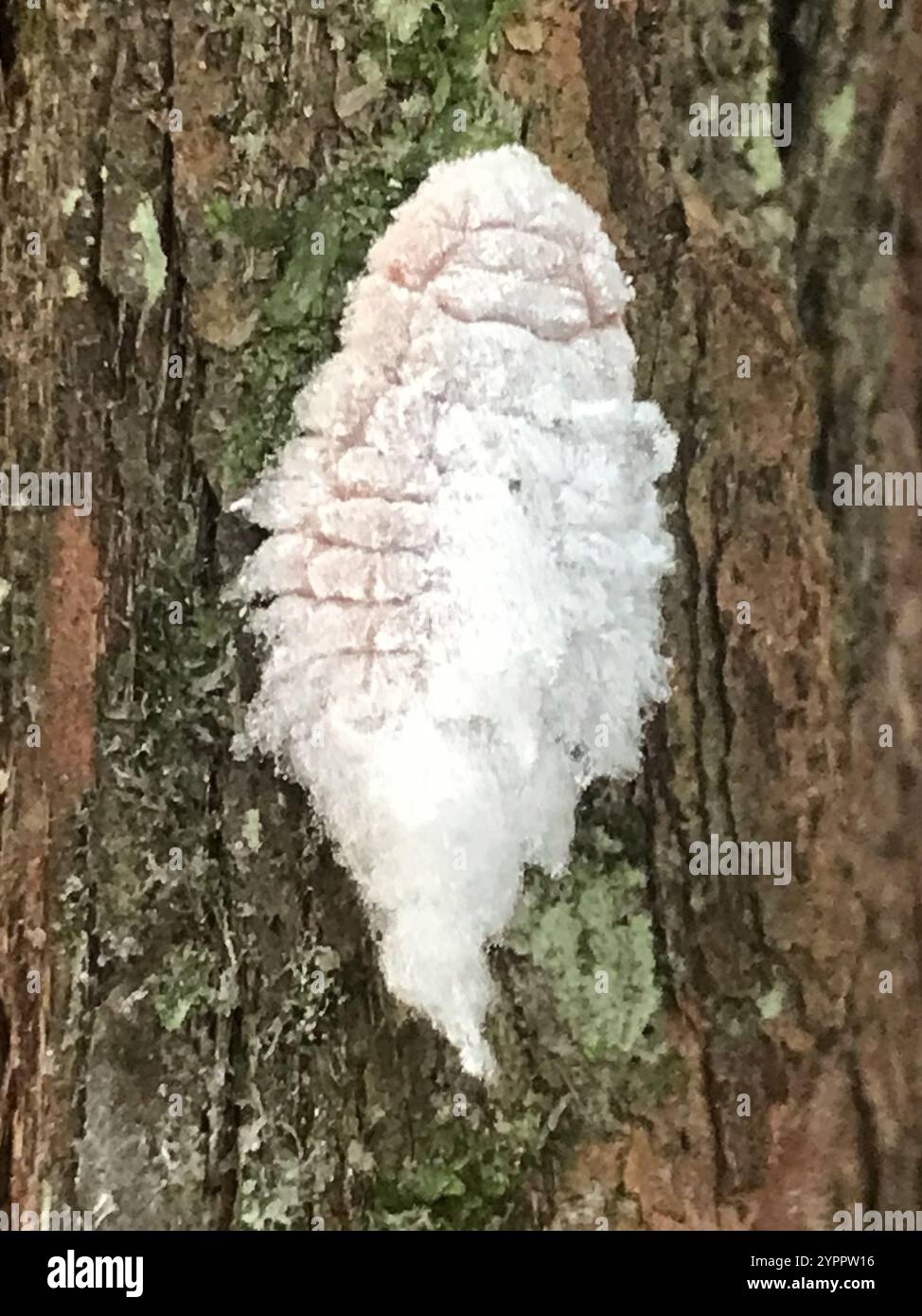 Giant Scale Insects (Coelostomidia Stock Photo - Alamy