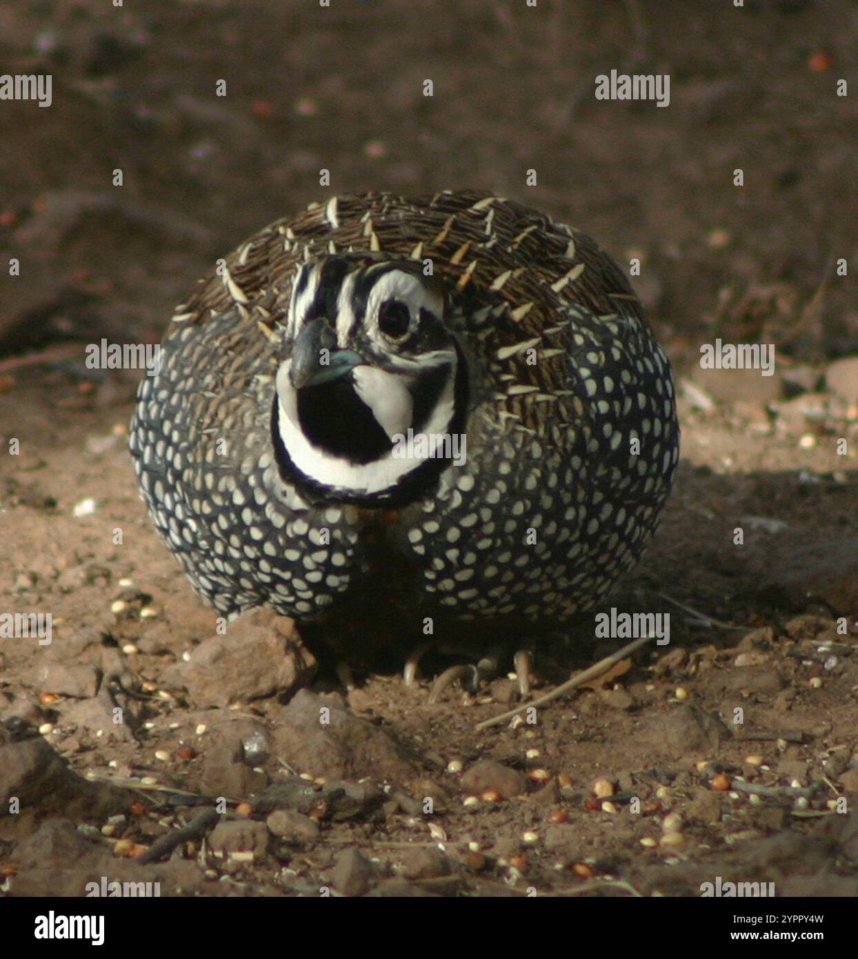Fool Quail Montezuma quail hi-res stock photography and images - Alamy
