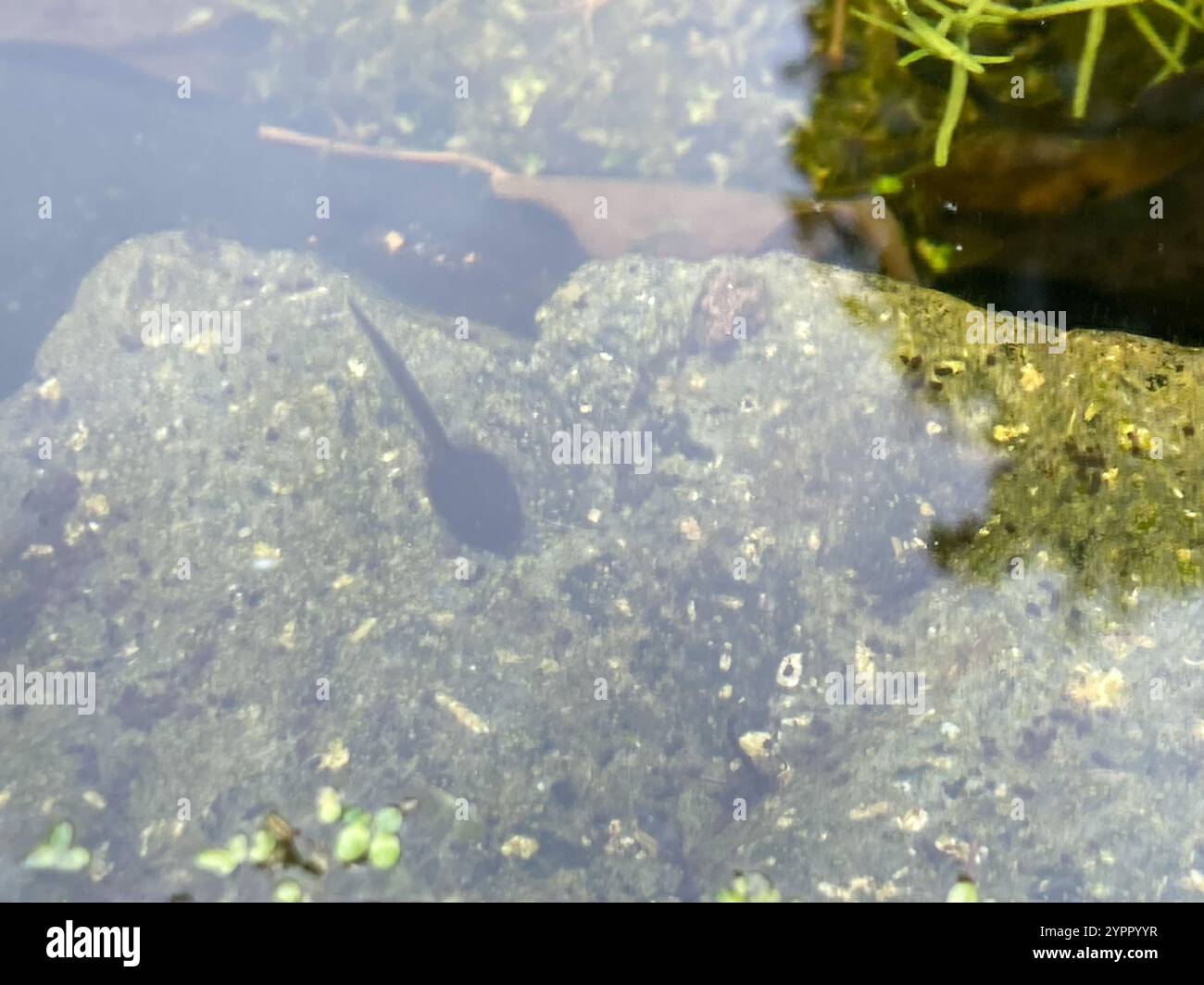 Frogs and Toads (Anura Stock Photo - Alamy