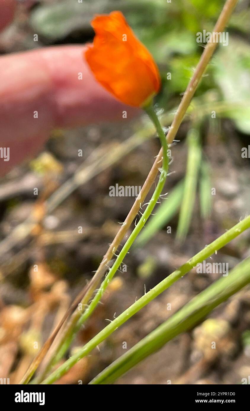 Papaver californicum hi-res stock photography and images - Alamy