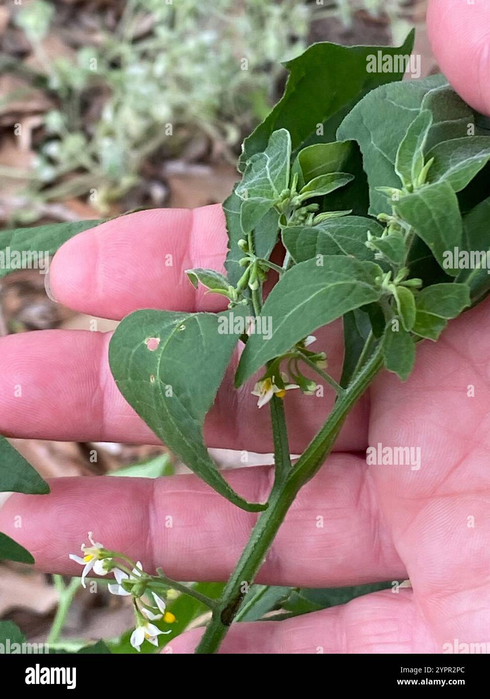 American black nightshade (Solanum americanum Stock Photo - Alamy