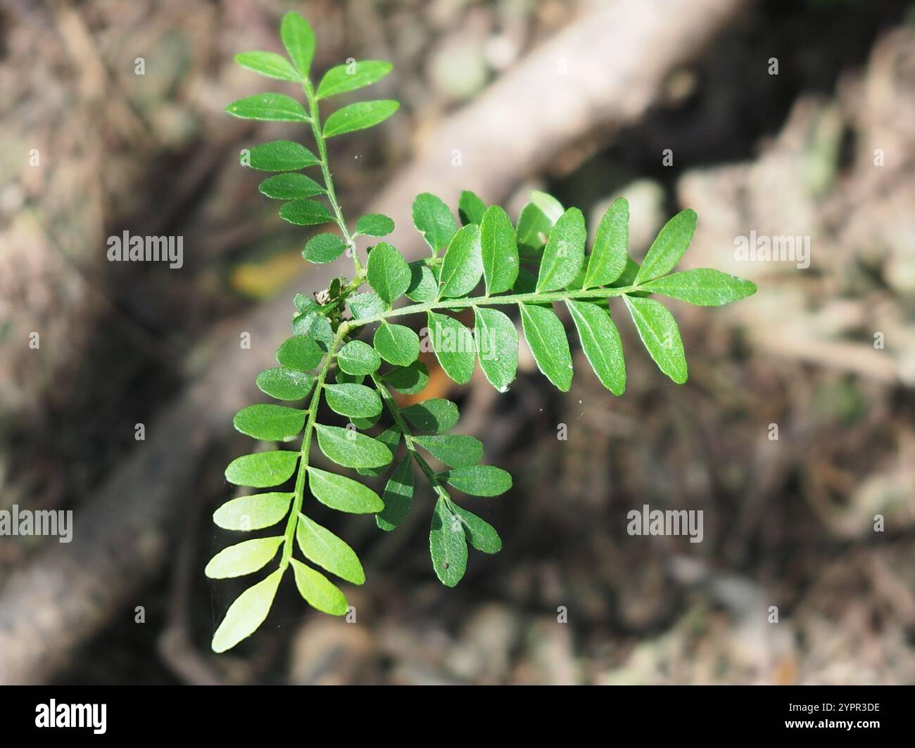 Coffee Bush (Clausena excavata Stock Photo - Alamy