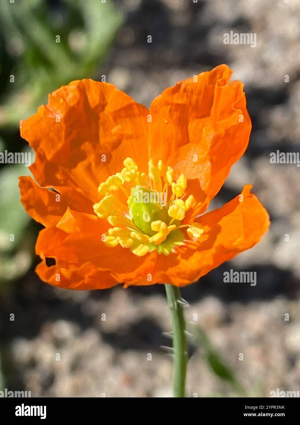 Papaver californicum hi-res stock photography and images - Alamy