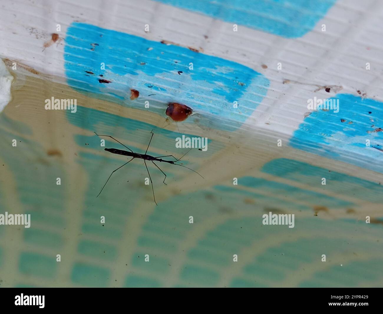 Common Water Measurer (Hydrometra stagnorum Stock Photo - Alamy