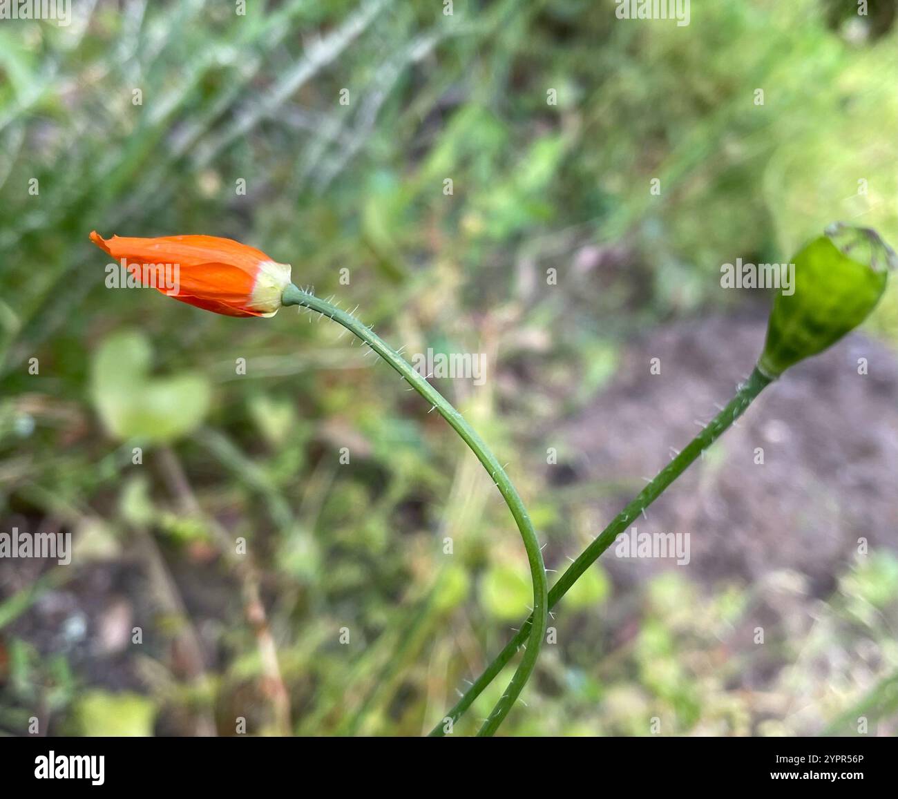 Papaver californicum hi-res stock photography and images - Alamy