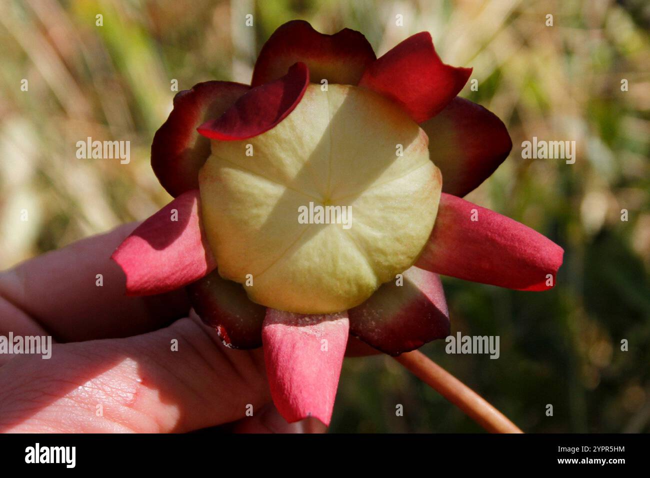 American pitcher plants hi-res stock photography and images - Alamy