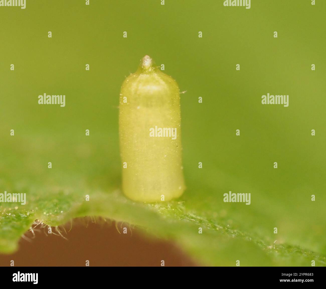 Aciculate Aciculate hi-res stock photography and images - Alamy