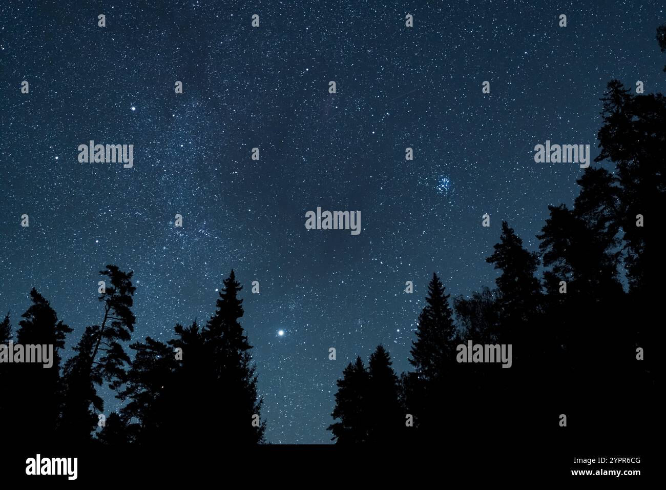 Night dark forest, silhouettes of trees against the starry sky ...