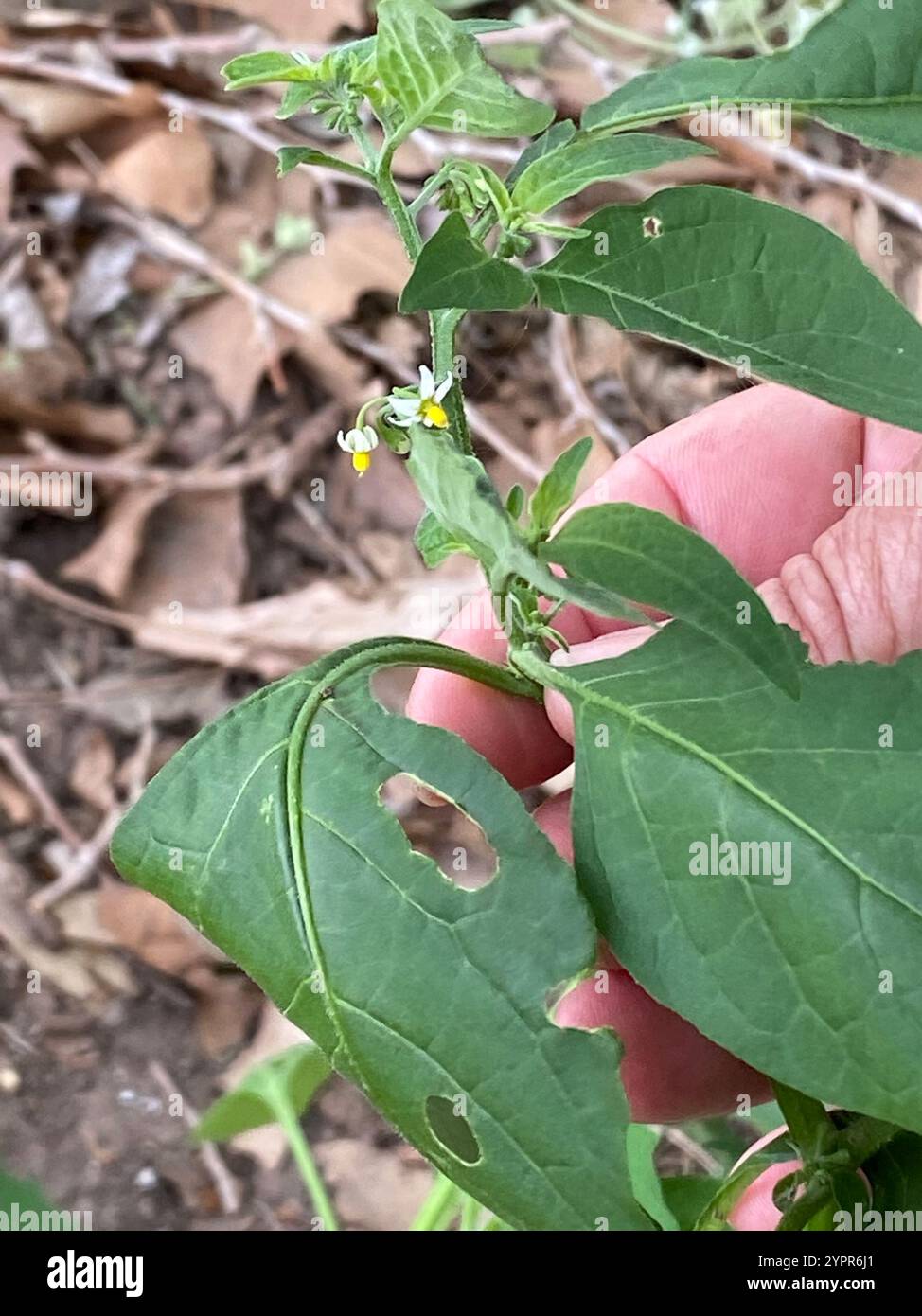 American black nightshade (Solanum americanum Stock Photo - Alamy