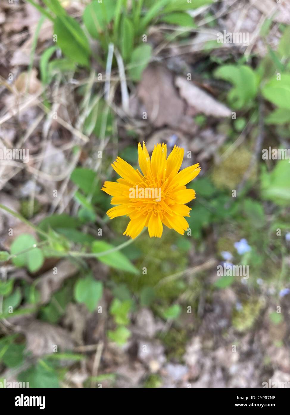 Two flower dwarf dandelion hi-res stock photography and images - Alamy