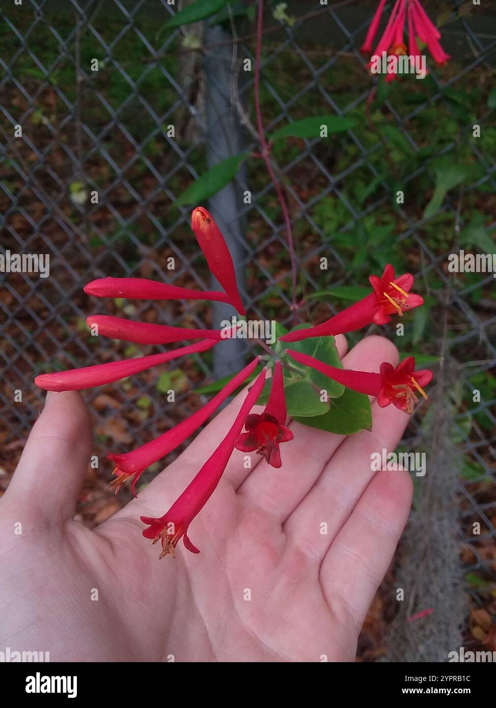 coral honeysuckle (Lonicera sempervirens Stock Photo - Alamy