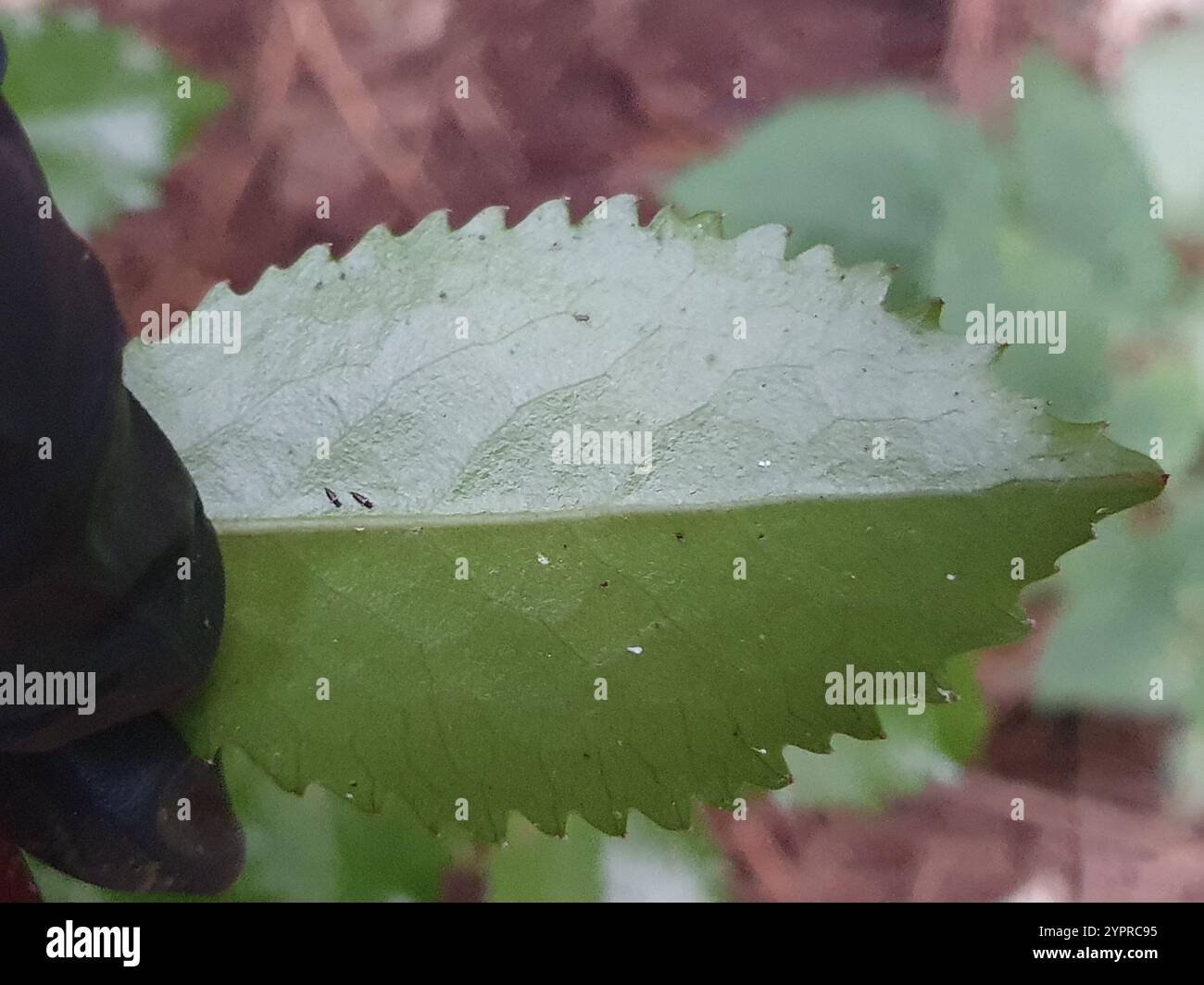 Laurelia novae zelandiae hi-res stock photography and images - Alamy