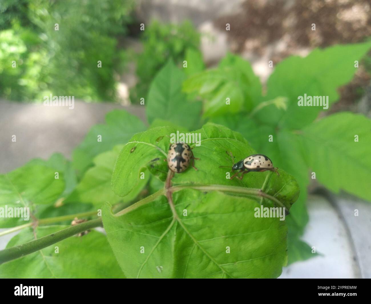 Elm Calligrapher Beetle (Calligrapha scalaris Stock Photo - Alamy