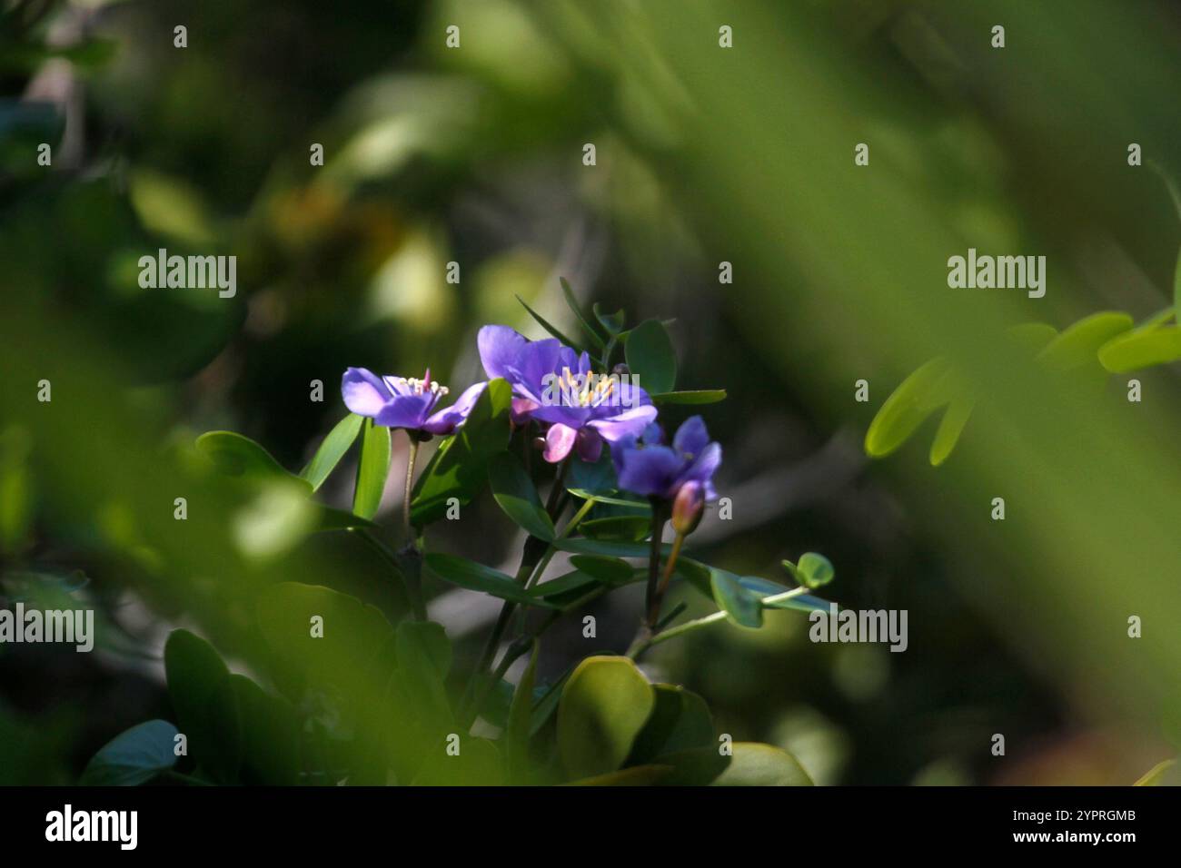 Holywood Lignum Vitae Guaiacum Sanctum, Esotico Legno Duro Seme - Foto 8