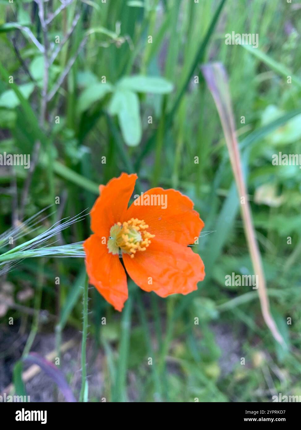 Papaver californicum hi-res stock photography and images - Alamy