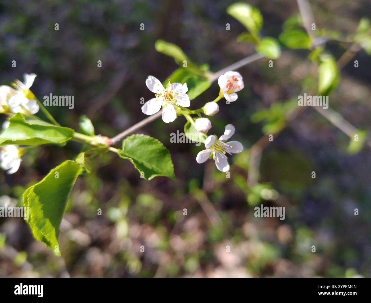 St Lucie Cherry (Prunus mahaleb Stock Photo - Alamy