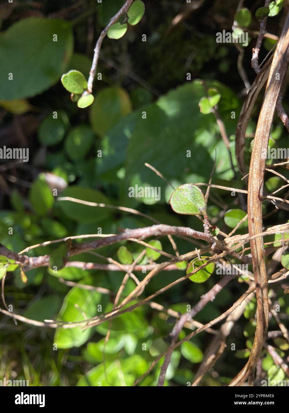 Mapou Weeping Mapou (Myrsine divaricata Stock Photo - Alamy