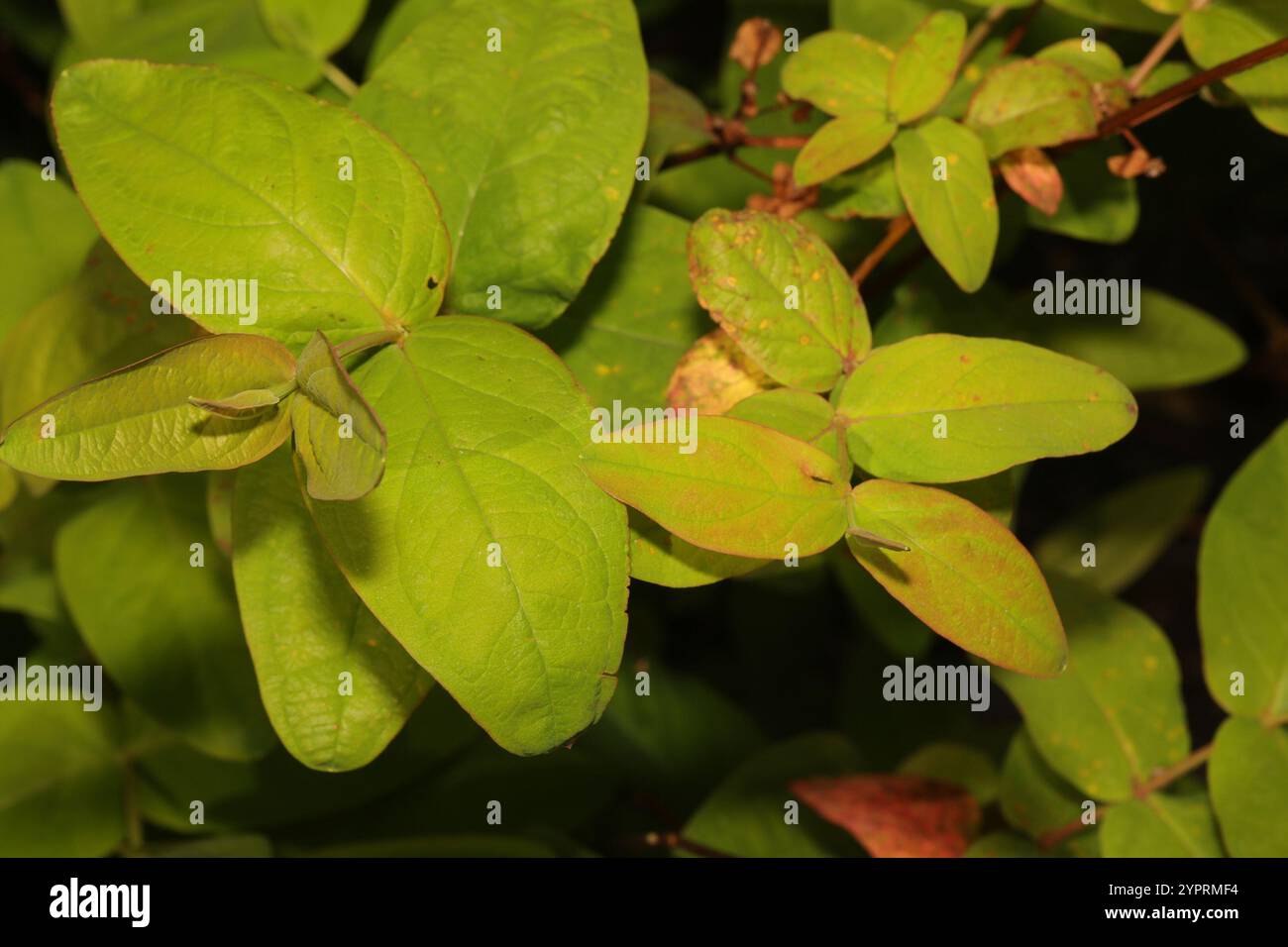Tutsan (Hypericum androsaemum Stock Photo - Alamy