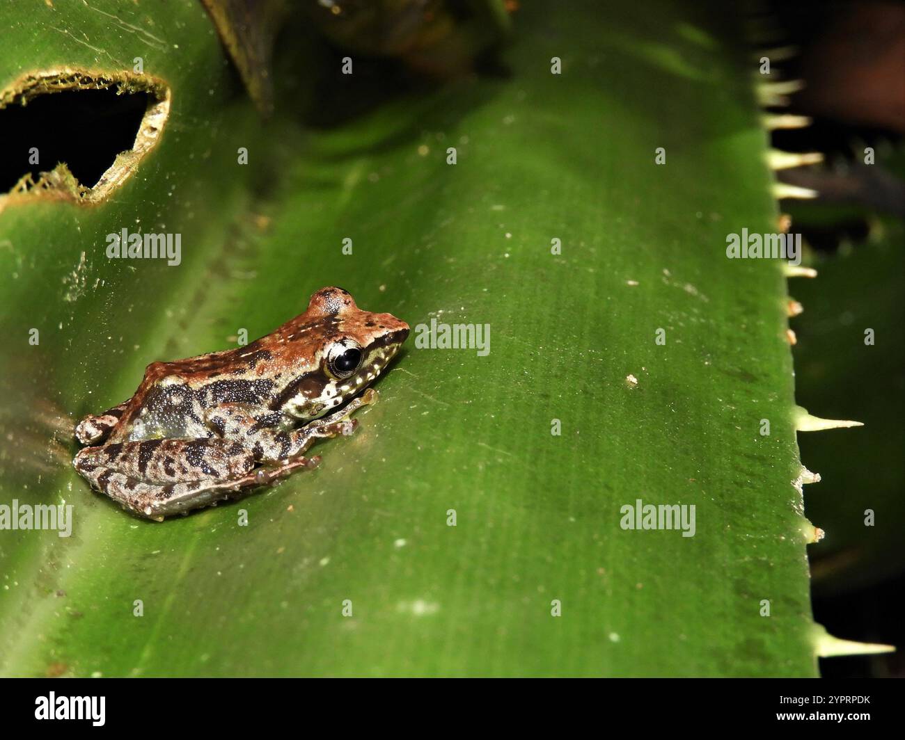 Free Madagascar Frog (Guibemantis liber Stock Photo - Alamy
