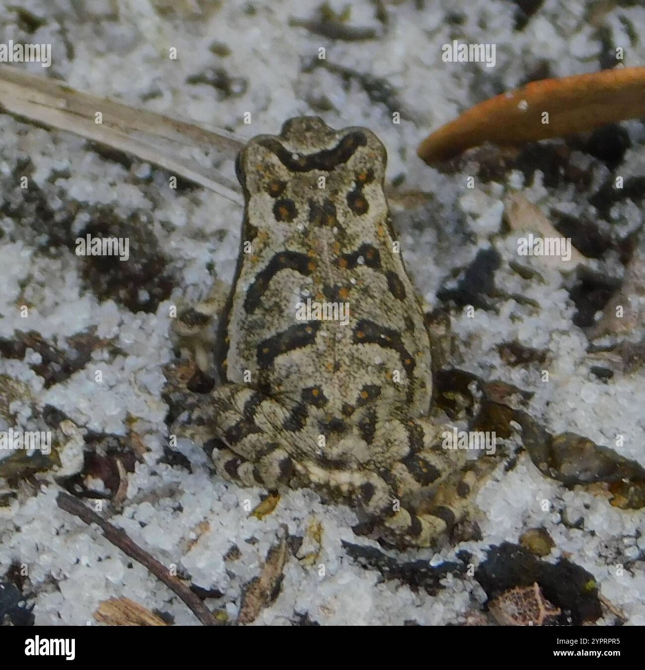 Cane Toad (Rhinella marina Stock Photo - Alamy