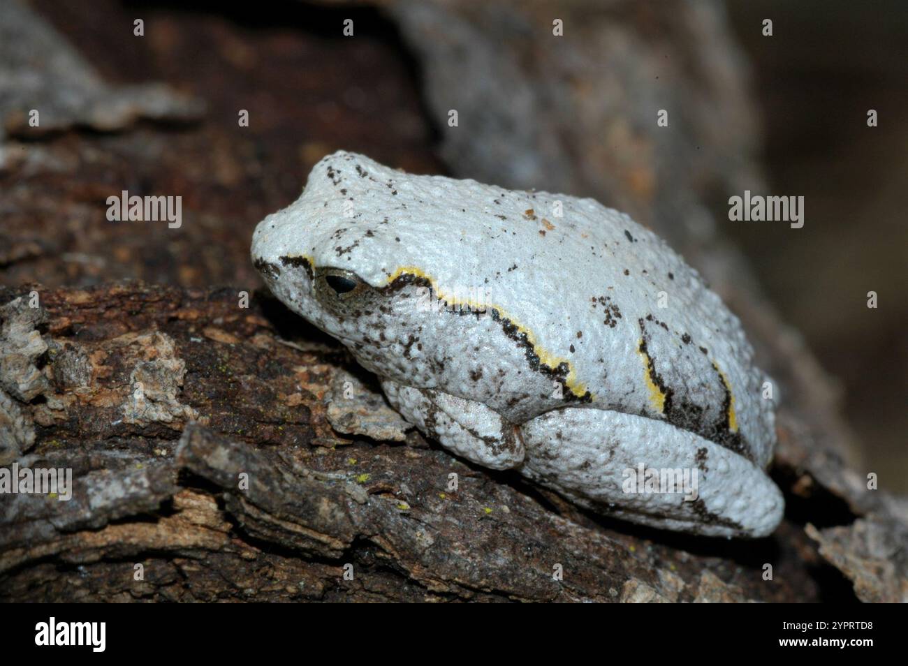 Angolan reed frog hi-res stock photography and images - Alamy