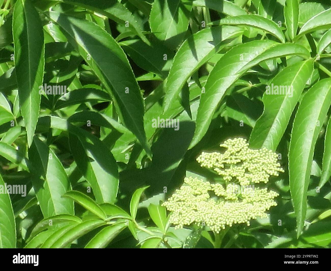 American Black Elderberry Seeds (Sambucus Canadensis) – 200 Seeds For Planting