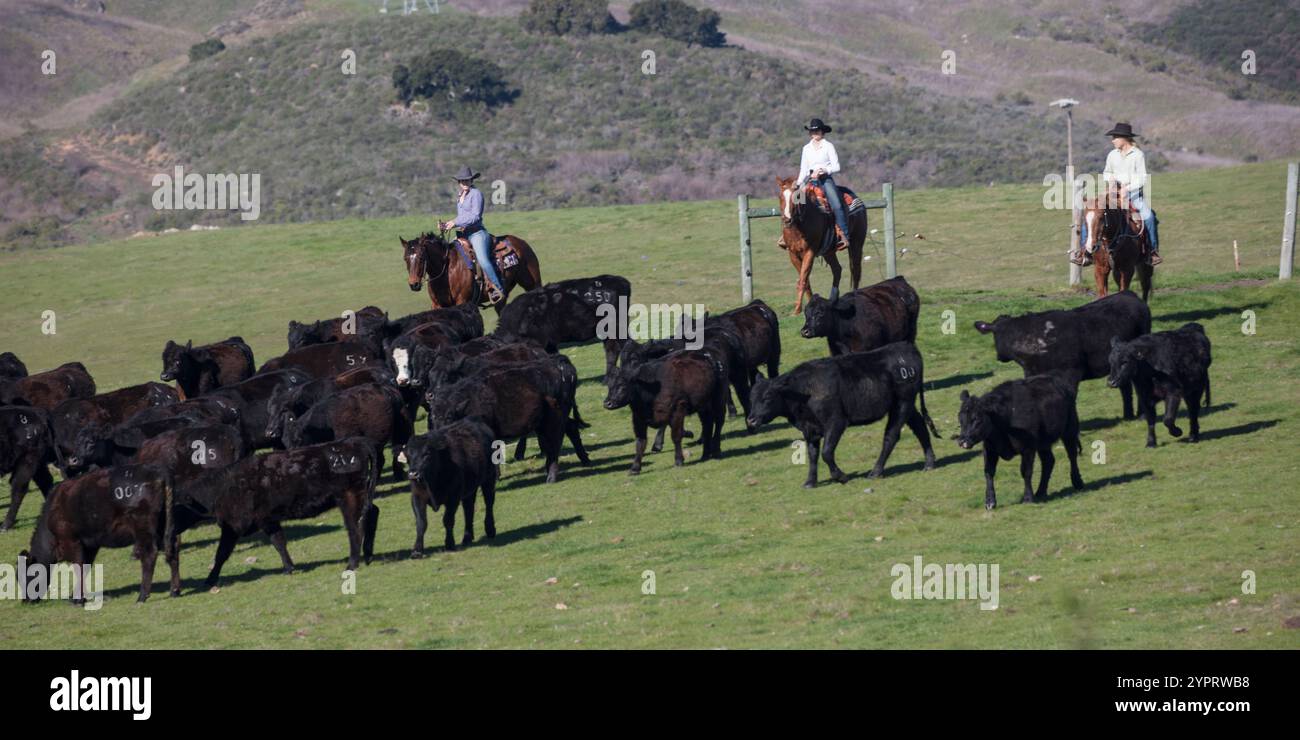 MARCH 2020, CENTRAL CALIFORNIA, USA - Cowgirls herd cattle in Central ...