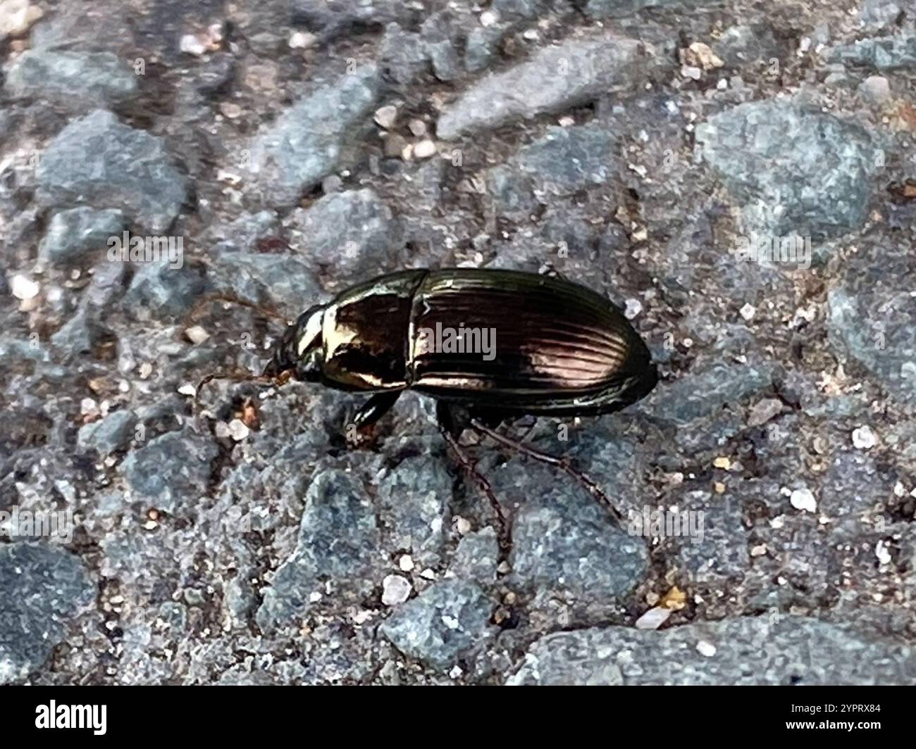 Common Sun Beetle (Amara aenea Stock Photo - Alamy