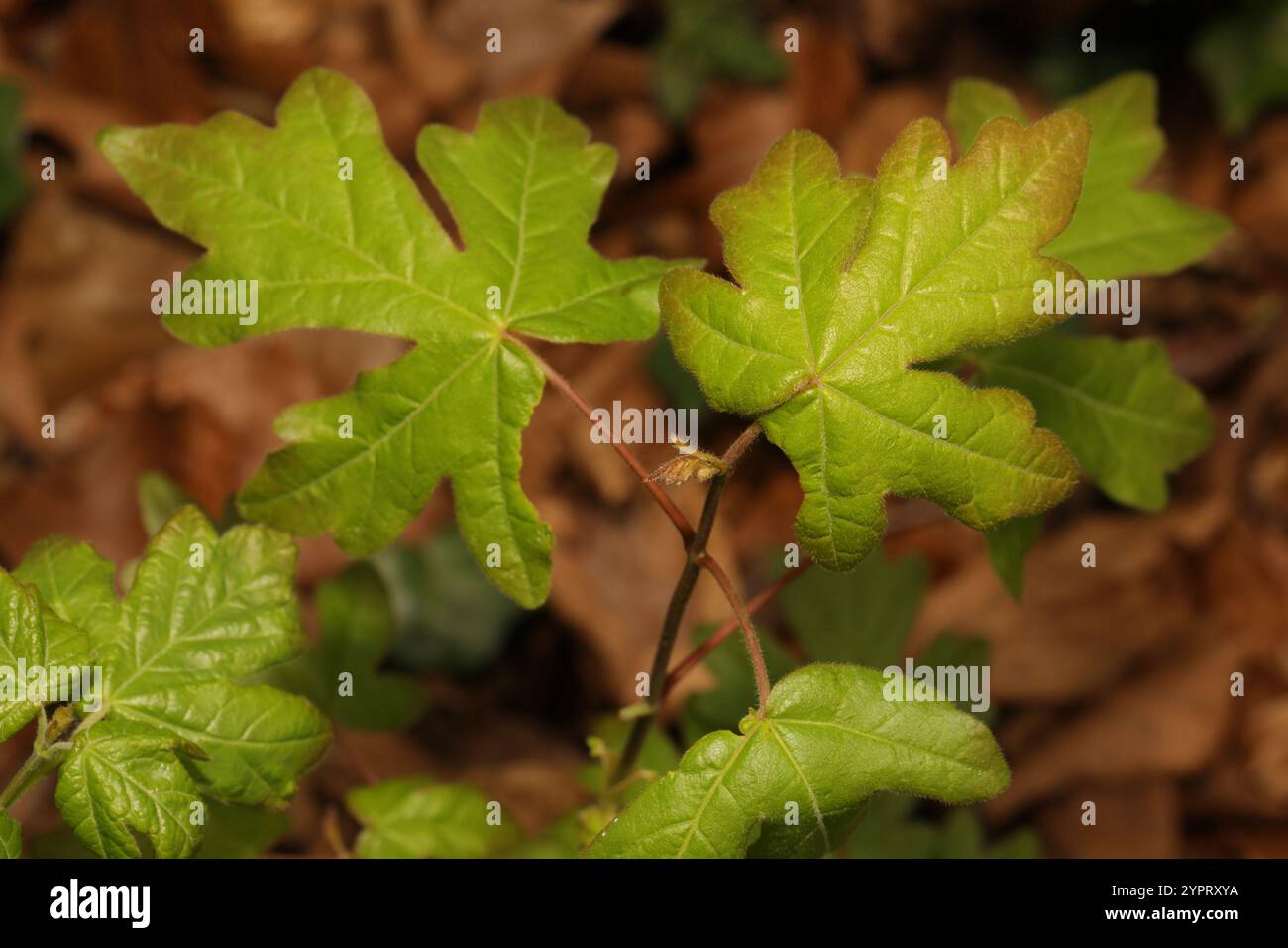 field maple (Acer campestre Stock Photo - Alamy