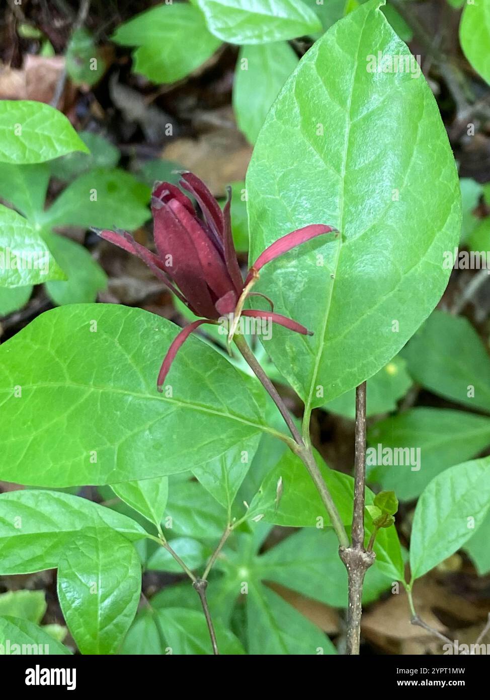 carolina-sweetshrub-calycanthus-floridus-stock-photo-alamy