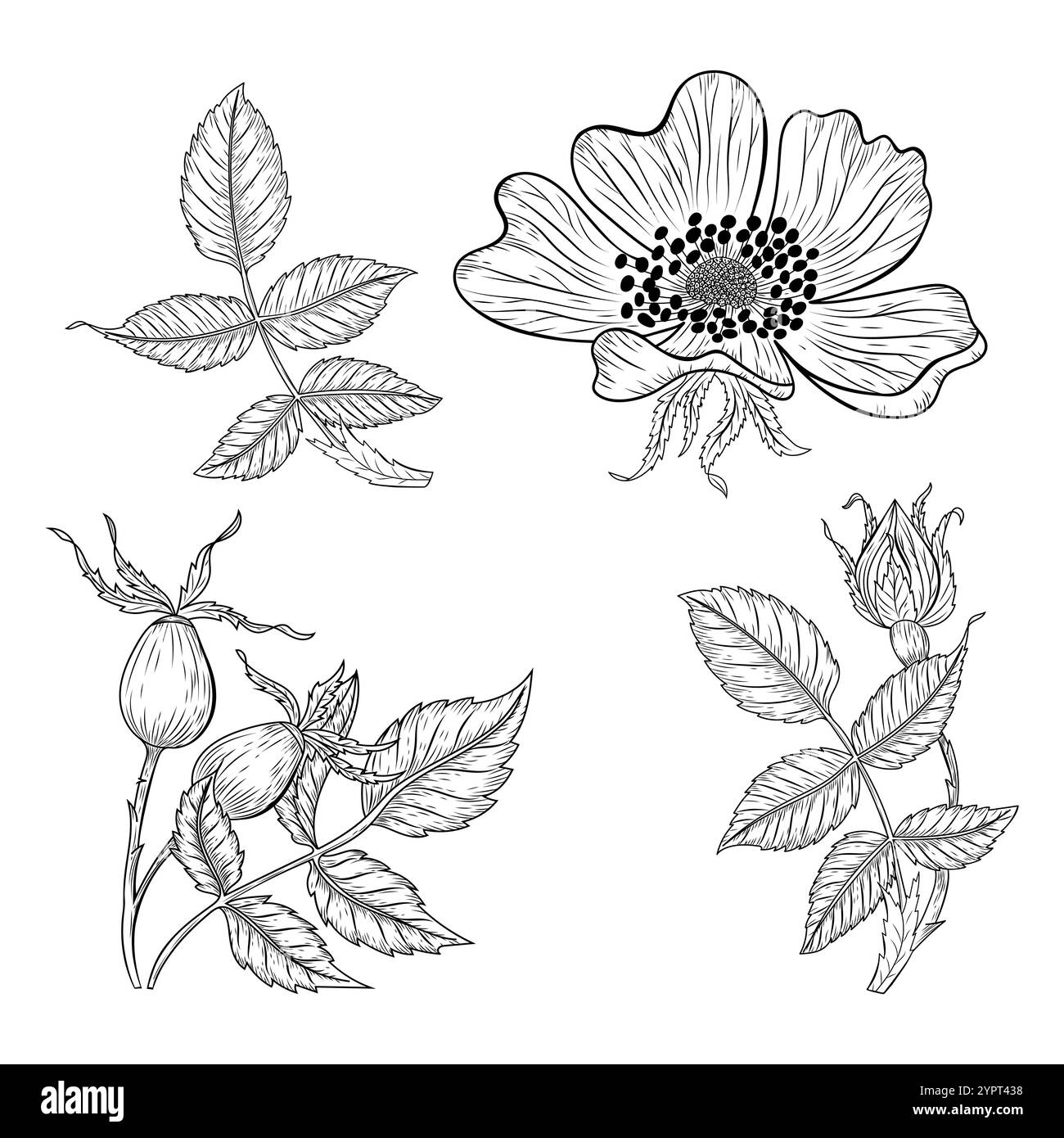 Hand-drawn dog rose flower outline vector illustration, botanical ...