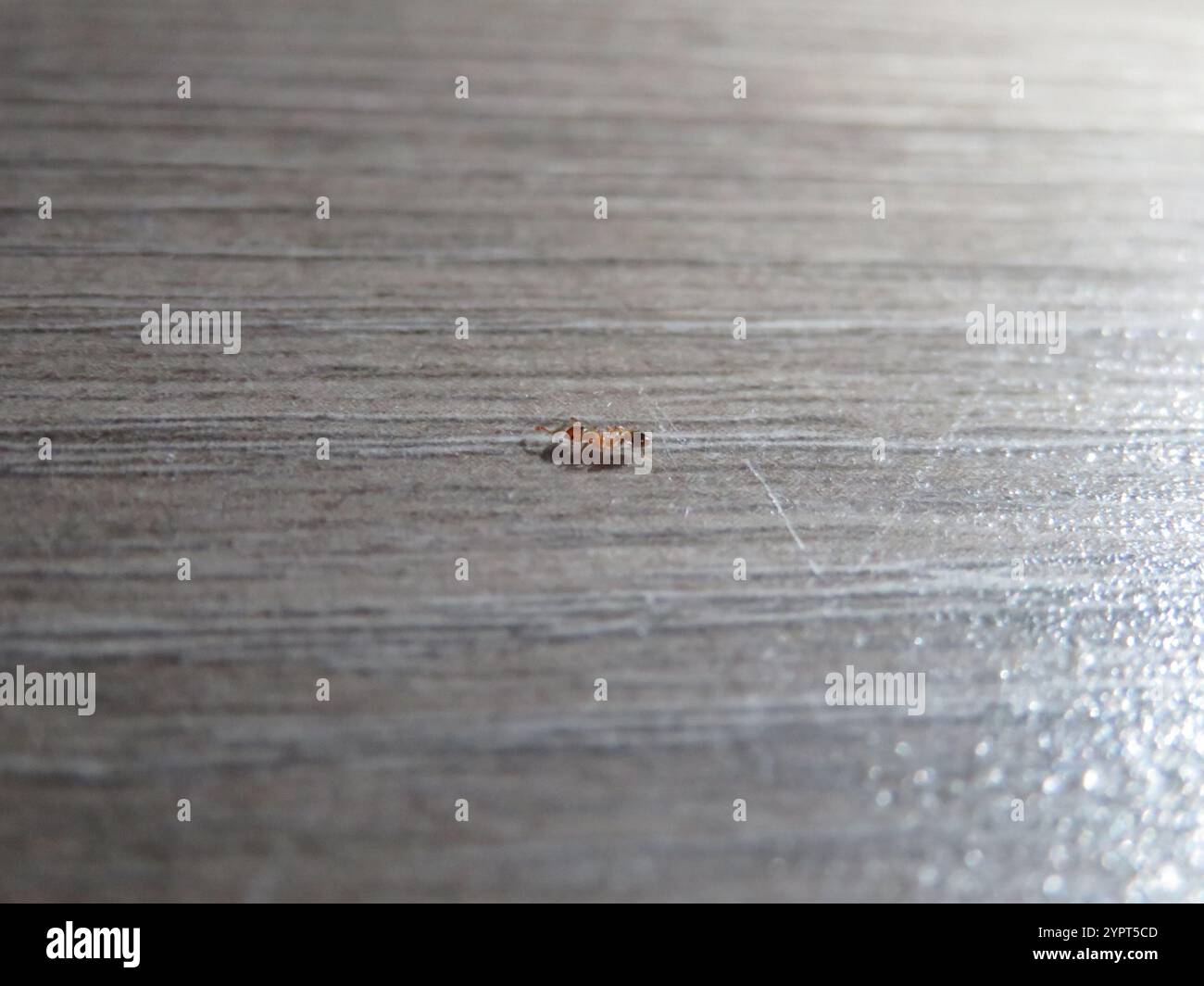Acorn Ants and Allies (Temnothorax) Stock Photo