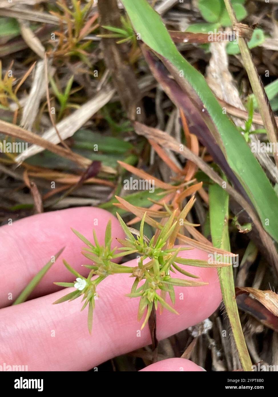 Rust Weed (Polypremum procumbens Stock Photo - Alamy