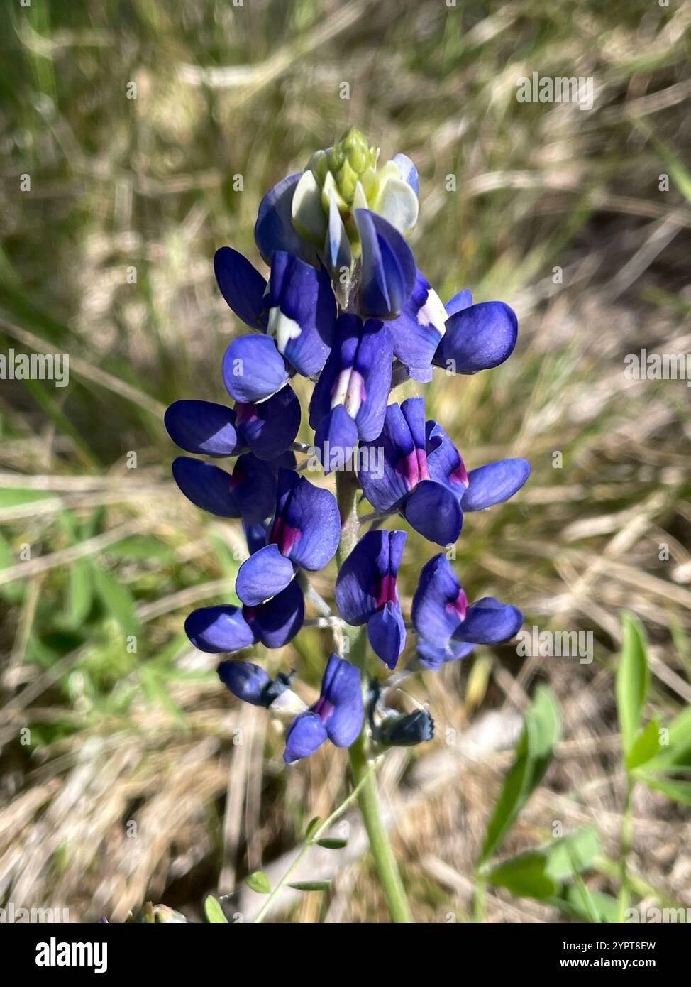Add A Touch Of Texas: Maroon Red Texas Bluebonnet Seeds – Lupinus Texensis (25 Seeds)