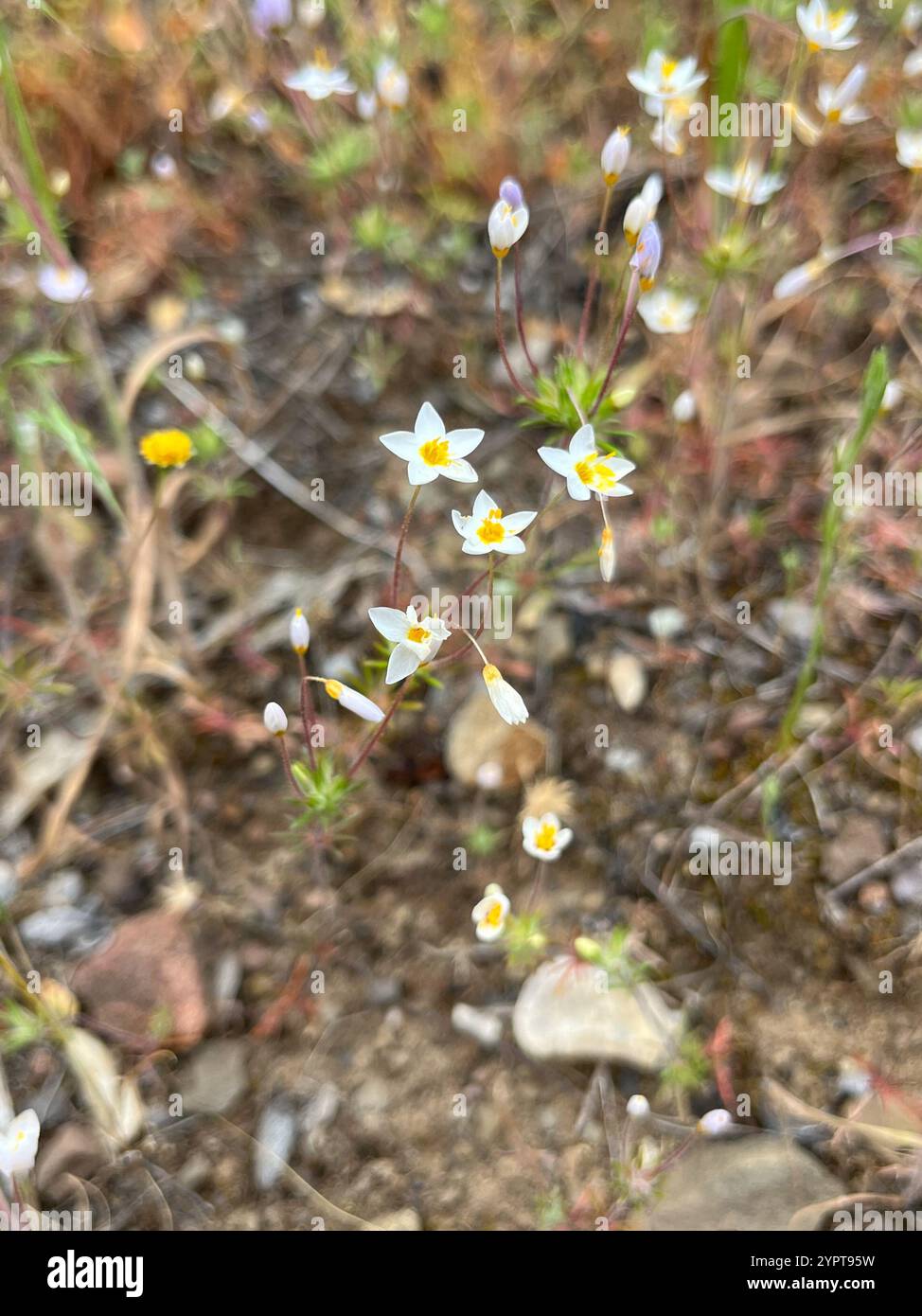 variable linanthus (Leptosiphon parviflorus Stock Photo - Alamy