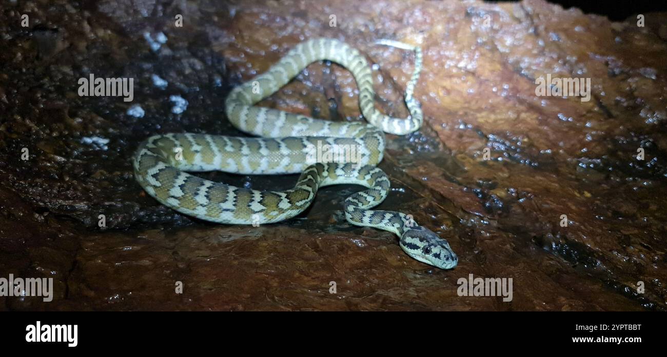 Darwin Carpet Python (Morelia spilota variegata Stock Photo - Alamy