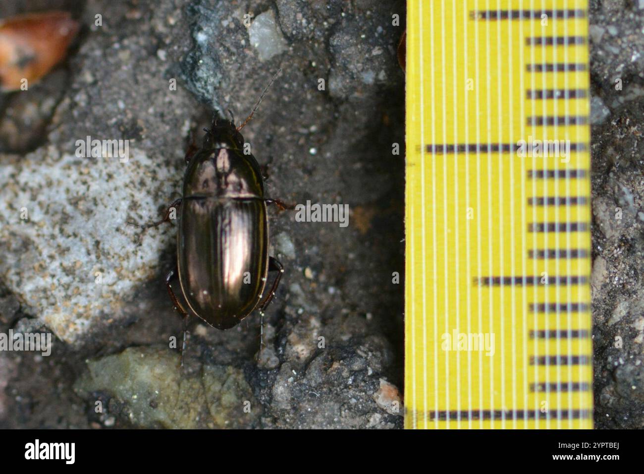 Common Sun Beetle (Amara aenea Stock Photo - Alamy