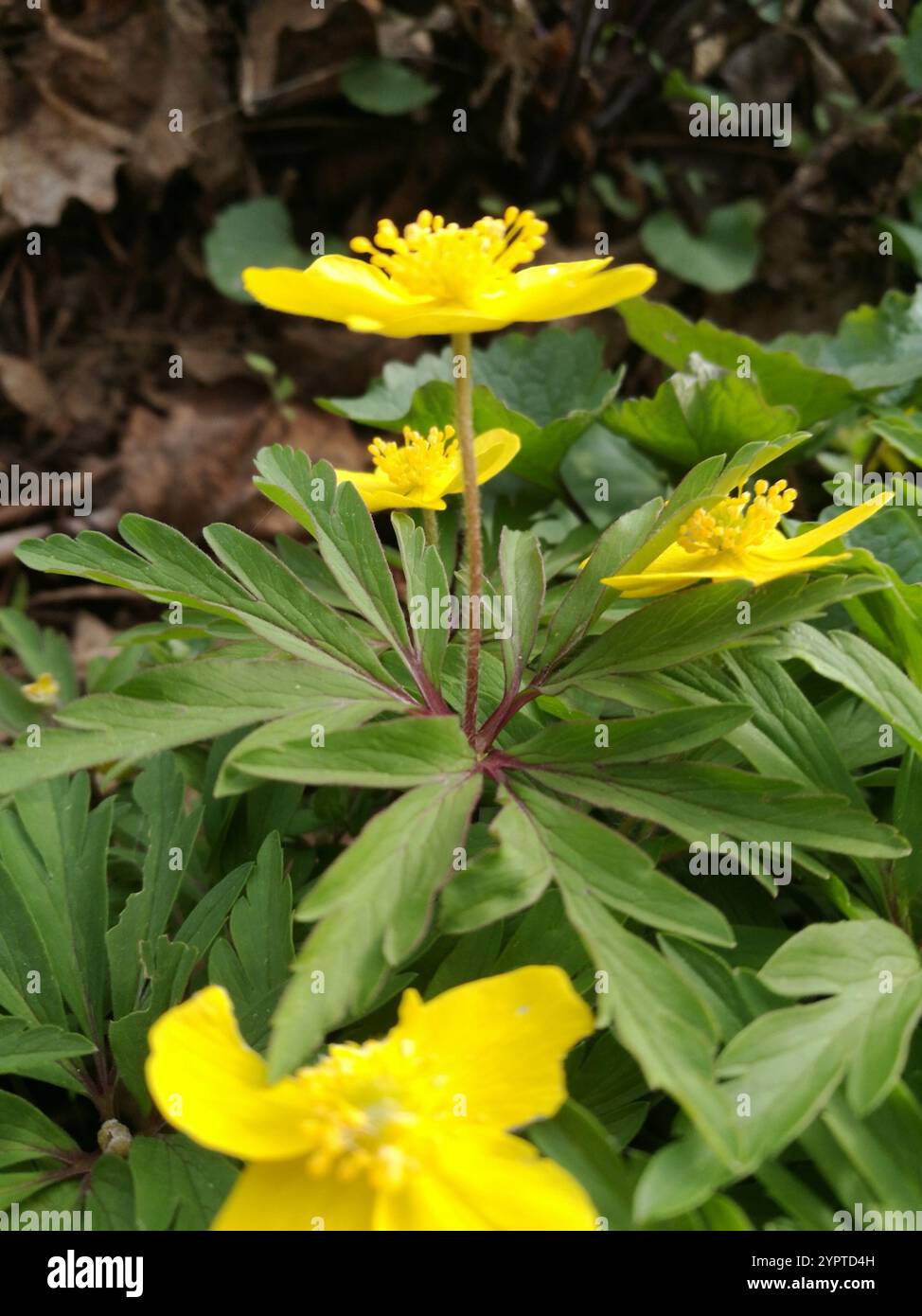 Yellow Anemone (Anemonoides ranunculoides Stock Photo - Alamy