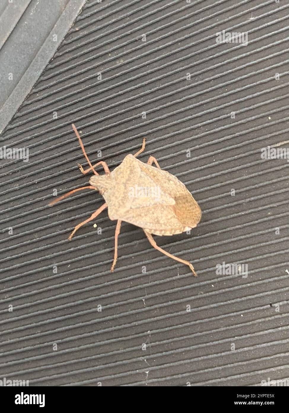 Brown Stink Bugs (Euschistus Stock Photo - Alamy