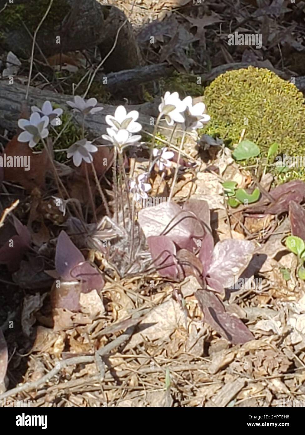 sharp-lobed hepatica (Hepatica acutiloba Stock Photo - Alamy