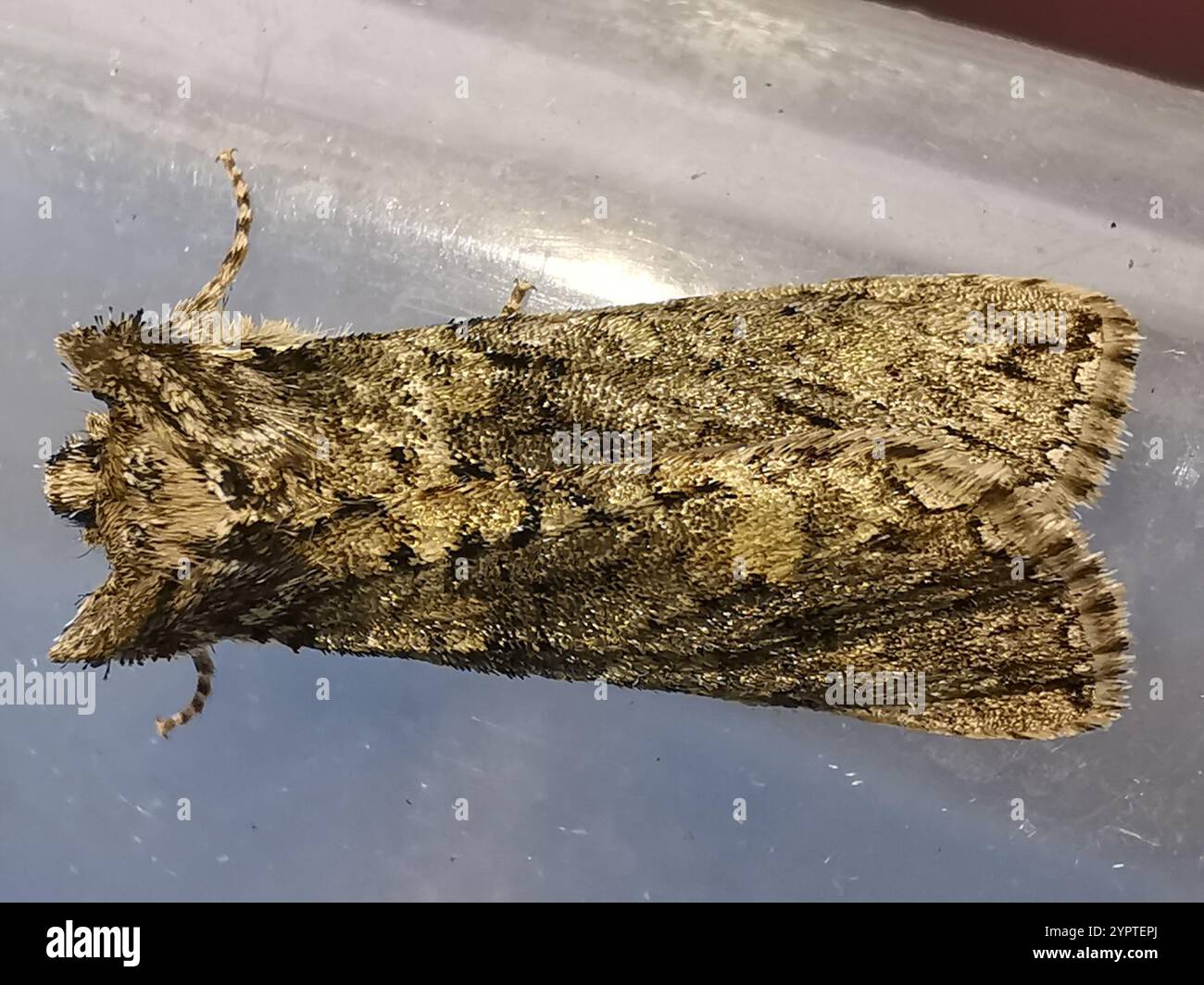 Frosted Green (Polyploca ridens Stock Photo - Alamy