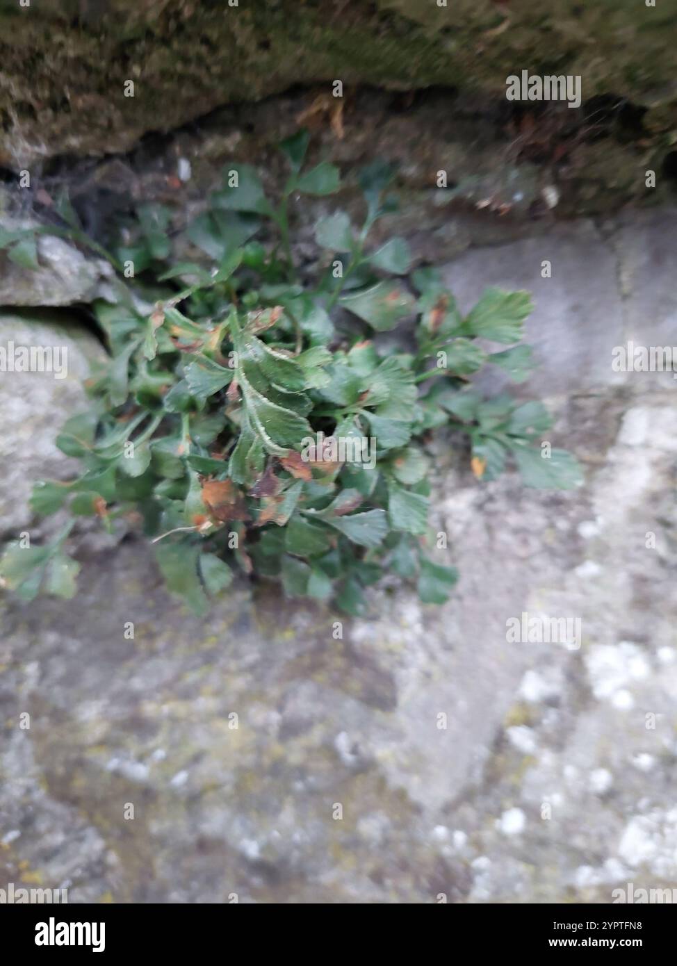 wall-rue (Asplenium ruta-muraria Stock Photo - Alamy