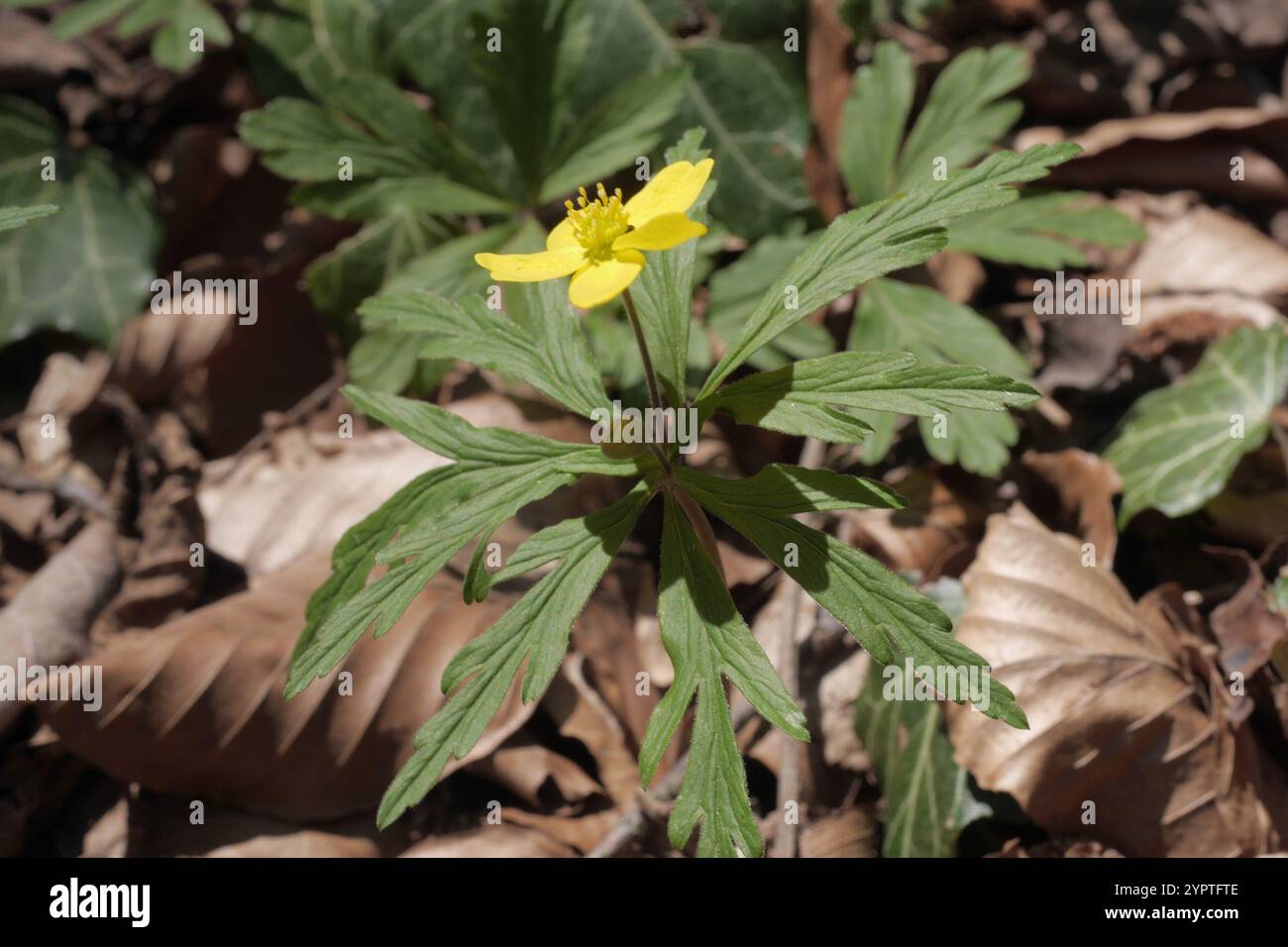 Yellow Anemone (Anemonoides ranunculoides Stock Photo - Alamy