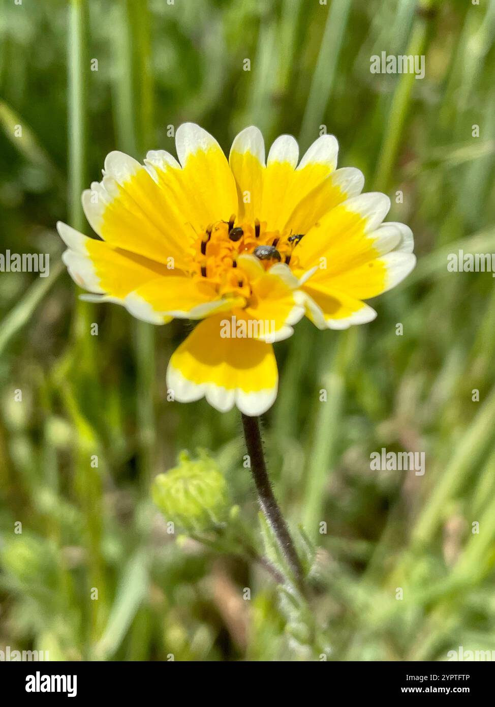tidy tips (Layia platyglossa Stock Photo - Alamy