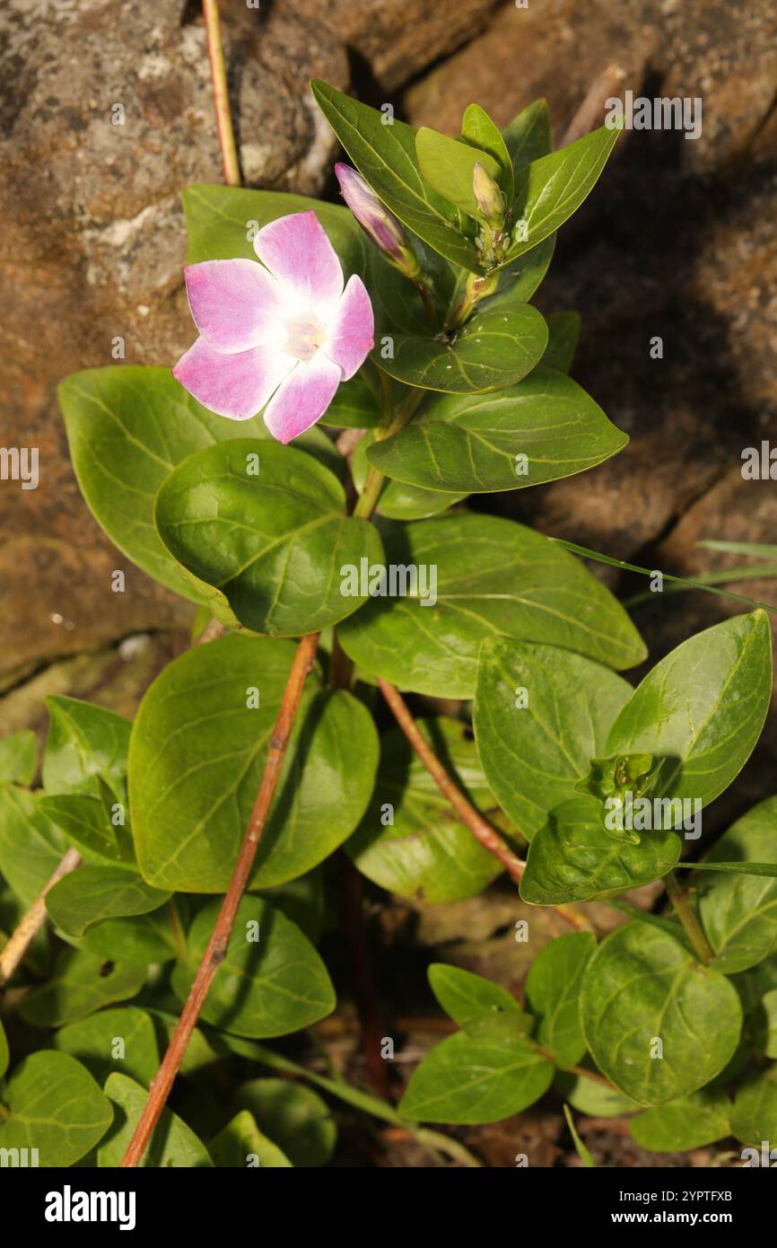 Intermediate Periwinkle Vinca Difformis Stock Photo Alamy intermediate-periwinkle-vinca-difformis-stock-photo-alamy